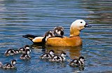 дикие животные животные дикие