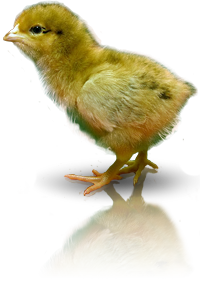 Цыпленок