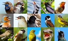 Singing_birds