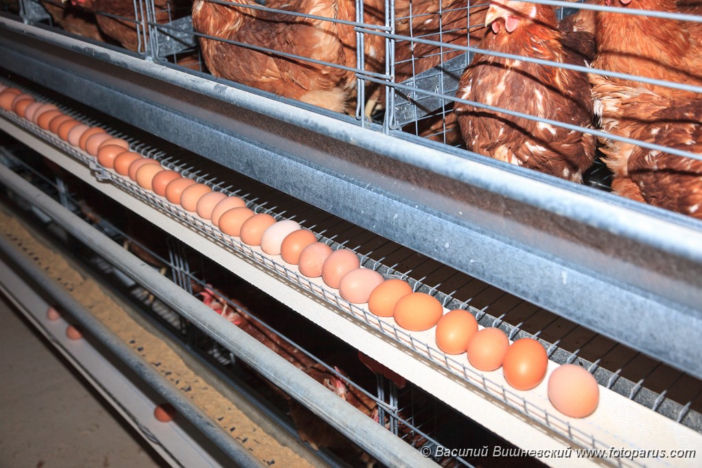 Poultry201110280350-10.jpg - Птицефабрика. Промышленное производство пищевого яйца. Poultry Farm. Industrial production of edible egg.