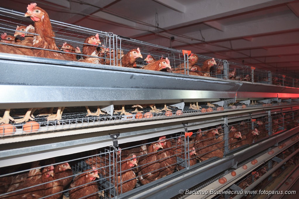 Poultry201110280350.jpg - Птицефабрика. Промышленное производство пищевого яйца. Poultry Farm. Industrial production of edible egg.