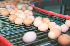Poultry_Farm