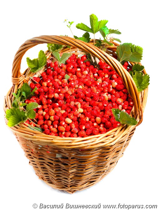 Fragaria_vesca_2010_0609_2119.jpg - Земляника обыкновенная, лесная. Ripe red berries (Fragaria vesca), Woodland Strawberry.