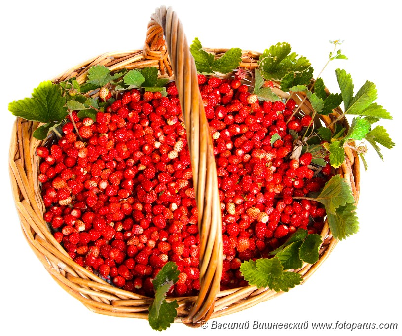 Fragaria_vesca_2010_0609_2122.jpg - Земляника обыкновенная, лесная. Ripe red berries (Fragaria vesca), Woodland Strawberry.