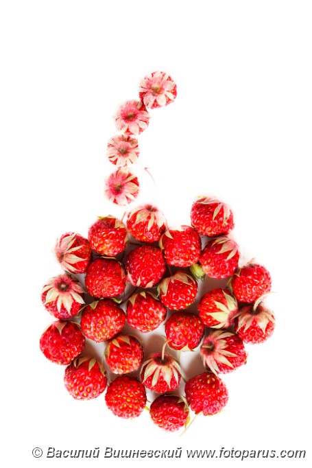 Fragaria_viridis_2010_0616_2025.jpg - Земляника зеленая, клубника, полуница, Ripe red berries (Fragaria viridis), Wild Strawberry.