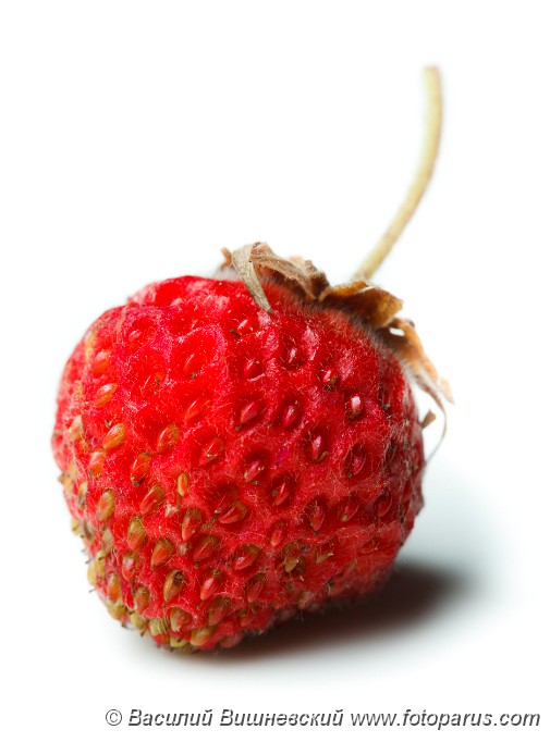 Fragaria_viridis_2010_0617_2111.jpg - Земляника зеленая, клубника, полуница. One big ripe berry on a white background. Fragaria viridis, Wild Strawberry.