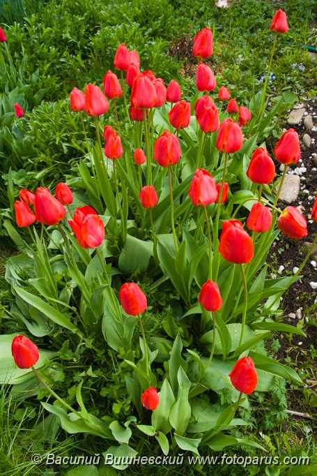 Tulipa_2008_0502_1801.jpg - Beautiful red tulips have blossomed in a garden.