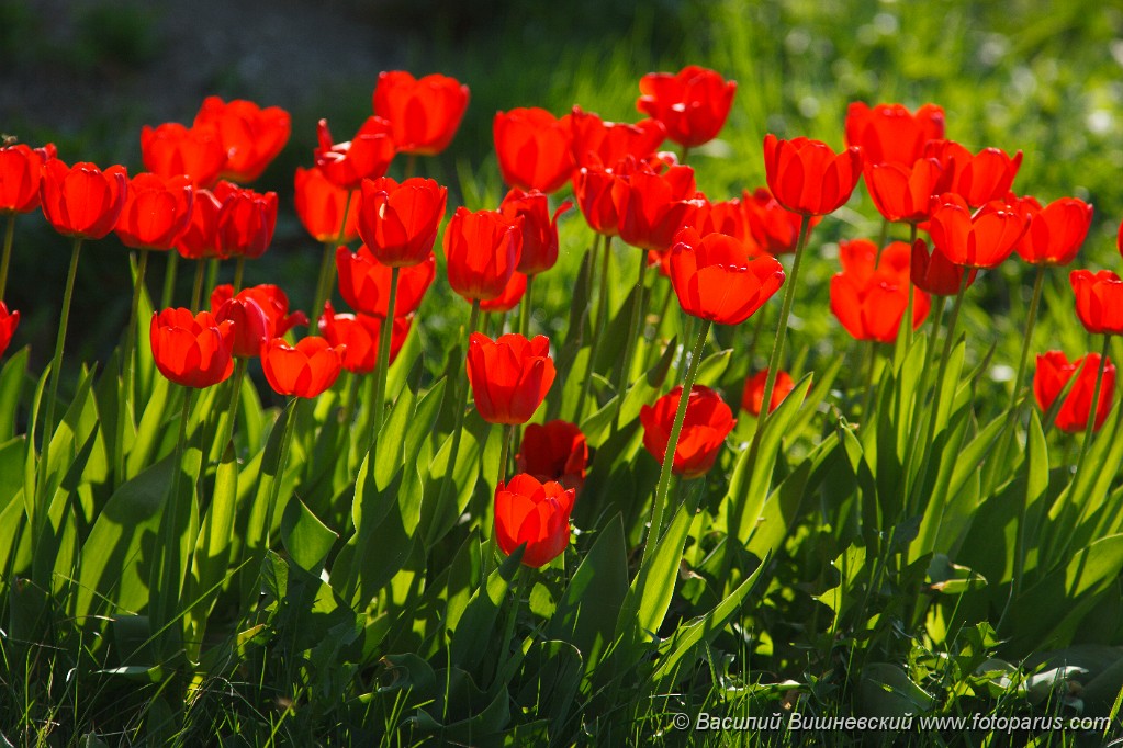 Tulipa_2010_0507_1006.jpg - The Beautiful red blossoming tulips. Sunny day.