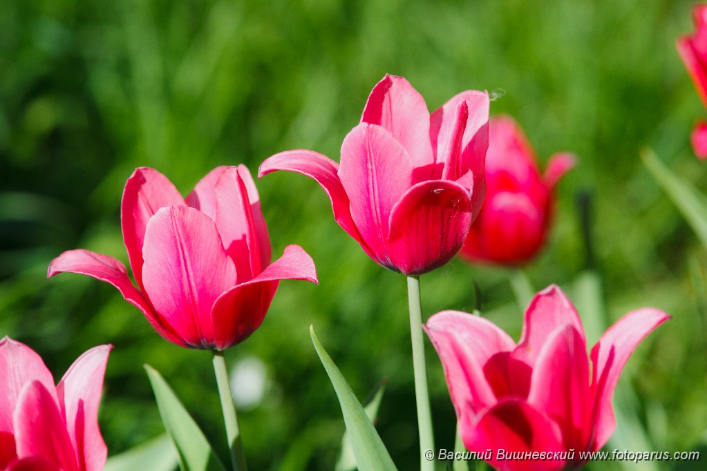 Tulipa_2010_0512_0946.jpg - The Beautiful red blossoming tulips. Sunny day.