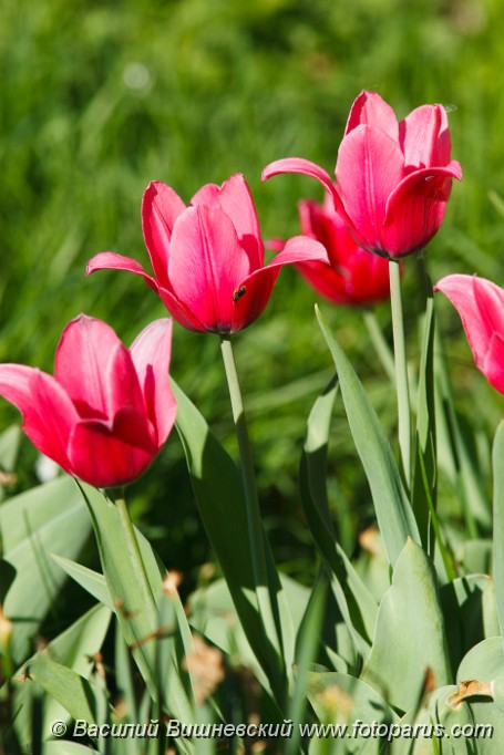 Tulipa_2010_0512_0947.jpg - The Beautiful red blossoming tulips. Sunny day.