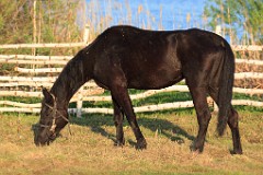 Equus_caballus_2012_0511_1948