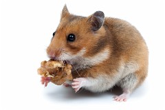 3_2_Rodents Goldhamster