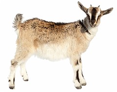 4_4_Livestock Goats