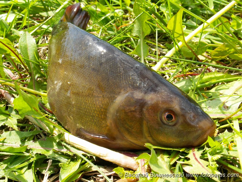 PHOTOS/Fishes/Tinca tinca/Tinca_tinca_2005_0520_1231