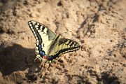 Papilio_machaon_2012_0711_1532-4