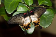 Papilio_memnon_2010_0316_1549