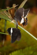 Papilio_polytes_2010_0316_1529