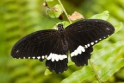 Papilio_polytes_2010_0316_1538