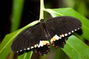 Papilio_polytes_2010_0316_1540