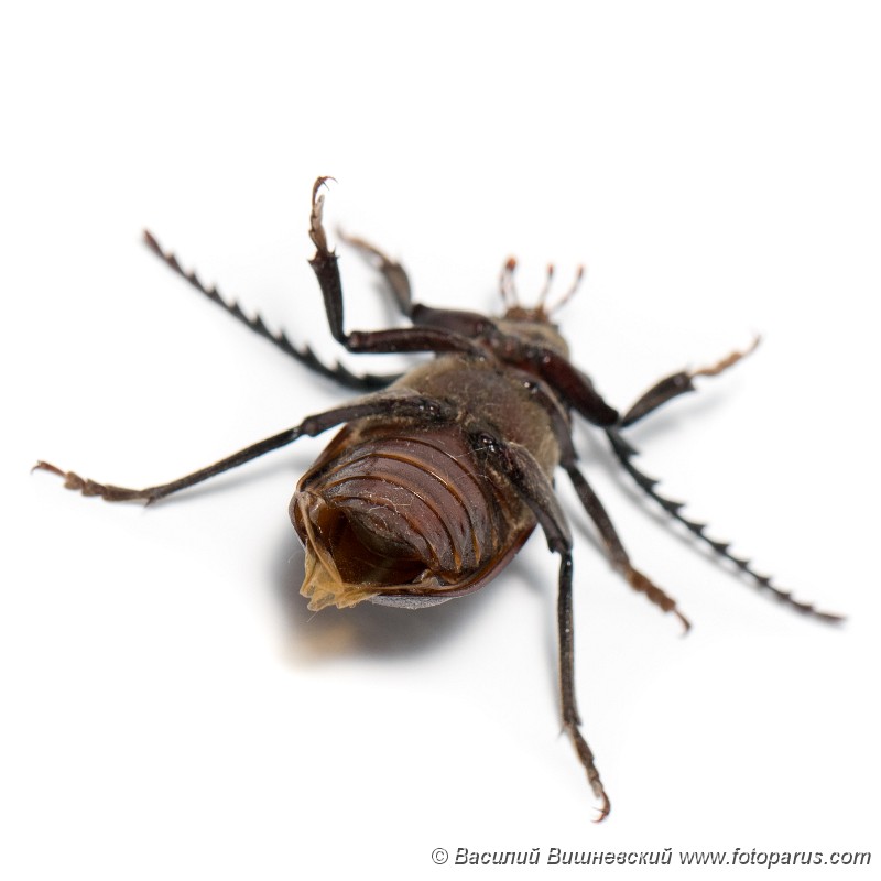 Prionus_coriarius_2015_0720_2055.jpg - Самка залетела на свет ночью в комнату через балкон 6-го этажа. Усач-кожевник, Prionus coriarius, Sawing Beetle. самка, female