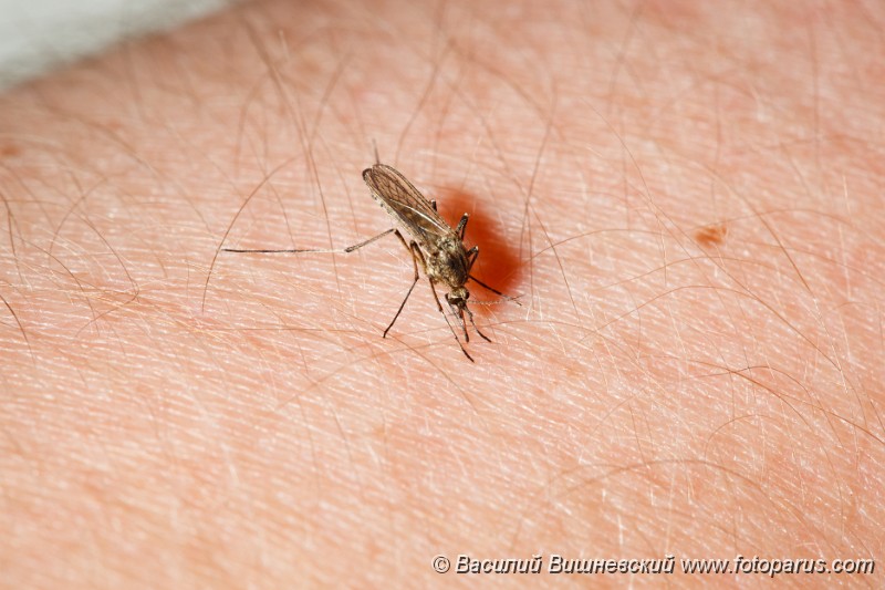Culex_pipiens_2010_0504_2023.jpg - Комар обыкновенный, комар-пискун, пьет кровь. gnat, northern house, Mosquito. Female Mosquito (Culex pipiens) feeding on a human arm.
