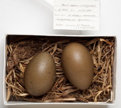 eggs_museum_Gavia_arctica201009151351