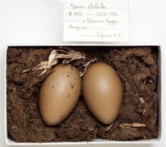 eggs_museum_Gavia_stellata201009151249