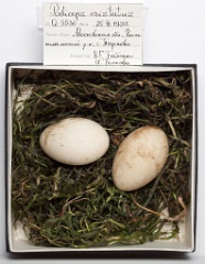 eggs_museum_Podiceps_cristatus201009151539