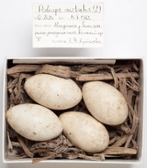 eggs_museum_Podiceps_cristatus201009151540