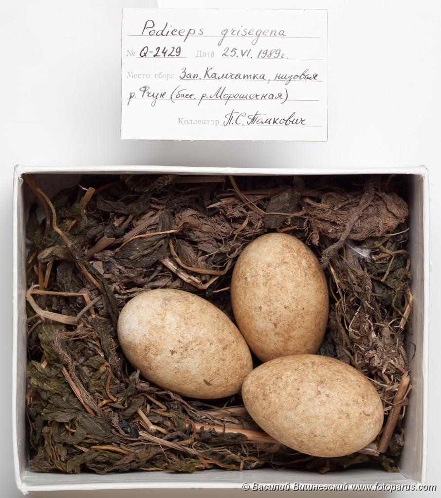 PHOTOS/aves/02 PODICIPEDIFORMES PODICIPEDIDAE Podiceps grisegena/eggs