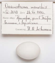 eggs_apart_Oceanodroma_monorhis201009151636