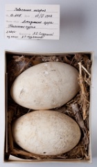 eggs_museum_Pelecanus_crispus201010211741