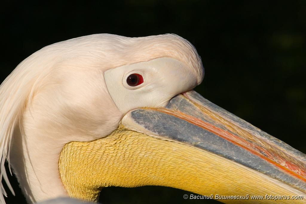 bird_apart_Pelecanus_onocrotalus200809241659.jpg - Московский зоопарк. Пеликан розовый, Pelecanus onocrotalus, Great White Pelican in zoo.