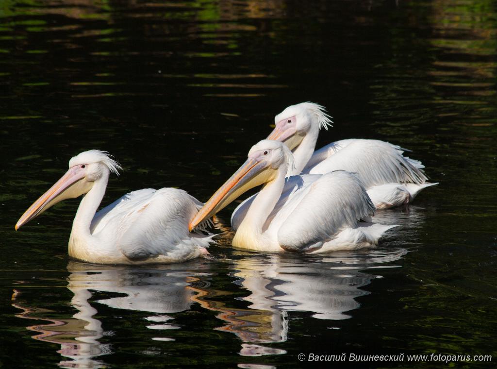 birds_water_Pelecanus_onocrotalus200609201218-2.jpg - A pelican is a large water bird with a distinctive pouch under the beak, belonging to the bird family Pelecanidae.