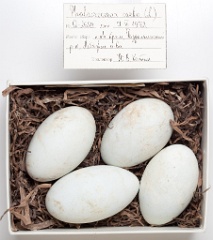 eggs_museum_Phalacrocorax_carbo201009151724