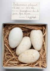 eggs_museum_Phalacrocorax_pelagicus201009151648