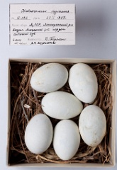 eggs_museum_Phalacrocorax_pygmaeus201010211742