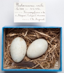 eggs_museum_Phalacrocorax_urile201009151652