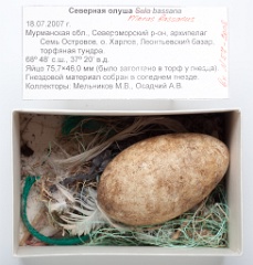 eggs_museum_Sula_bassana201009161138