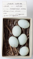 eggs_museum_Ardeola_ralloides201009161427