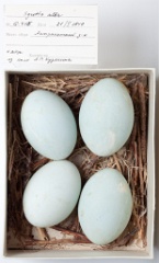eggs_museum_Egretta_alba201009161439