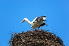 nest_with_bird_Ciconia_ciconia201107161119-3