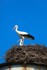 nest_with_bird_Ciconia_ciconia201107161120