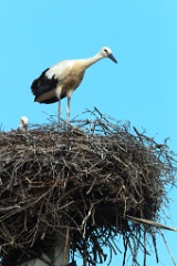 nest_with_bird_Ciconia_ciconia201107161820