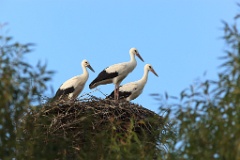 nest_with_bird_Ciconia_ciconia201107231854