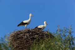 nest_with_bird_Ciconia_ciconia201107231859