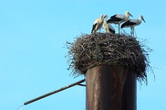 nest_with_bird_Ciconia_ciconia201107231936
