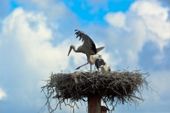 nest_with_bird_Ciconia_ciconia201107301403