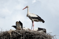 nest_with_bird_Ciconia_ciconia201107301546