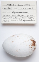 eggs_apart_Platalea_leucorodia201009161134